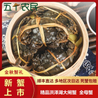 [活蟹上市]五个农民精品洪泽湖大闸蟹礼盒 全母蟹 去绳足重2.7-3.1两 10只 鲜活大螃蟹海鲜水产生鲜金秋蟹礼