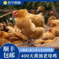 [五个农民] 400天产蛋黄油老母鸡1100g 无抗 养足400天 鸡肉黄油丰富猫宁