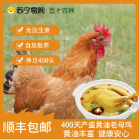 [五个农民] 400天产蛋黄油老母鸡1100g*2只 无抗黄油丰富 养足400天