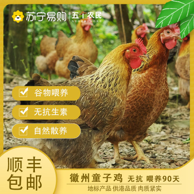 [五个农民] 徽州童子鸡 800g±50g每只 无抗 喂养70天左右