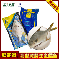 桂之海野生大号金鲳鱼400g-500g*5条装去鳃去内脏新鲜冷冻北部湾海捕活冻昌鱼产地批销