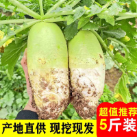 [西沛生鲜]陕西青皮白心萝卜 带箱9斤 口感脆甜 当季蔬菜 新鲜 西沛