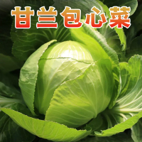 [西沛生鲜]云南新鲜卷心菜 绿甘蓝 净重4.5斤 单果500-1500g 甘兰莲花白牛心菜包心菜 当季新鲜蔬菜