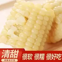 (8支装)东北鲜食糯玉米 软糯香甜 东北甜糯白糯玉米8根 单支220g以上