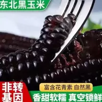 (8支装)东北鲜食糯玉米 软糯香甜 东北甜糯黑糯玉米8根 单支220g以上