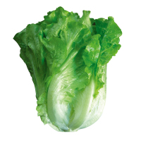 意大利生菜种子大全 水培四季生菜种籽孑 农家春夏秋冬季菜籽种南方 育苗土5斤