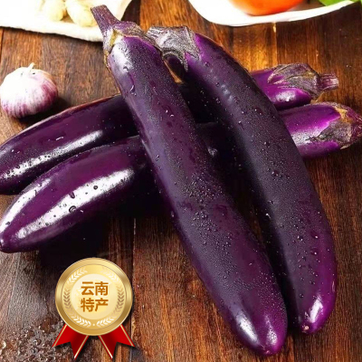 [西沛生鲜]新鲜紫茄子长茄子 净重4.5斤装 农家自种长线大茄子黑嫩现摘蔬菜