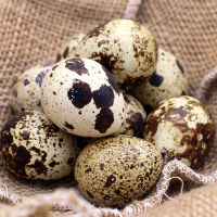 [西沛生鲜]鹌鹑蛋 50枚 农家杂粮生态蛋孕妇宝宝辅食正宗土特产生蛋