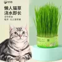 卷尾巴 森森植美无土猫草猫草种子懒人猫草片猫咪零食猫草罐头猫零食水培种植猫咪用品