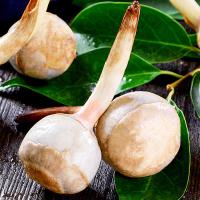 [西沛生鲜]云南新鲜茨菇 9斤 白慈姑茨菰马蹄荸荠燕尾草地栗芽菇特产蔬菜