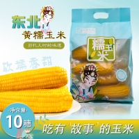 [西沛生鲜]东北玉米新鲜糯玉米 10根装 单根150-200g 黏玉米甜糯玉米袋装粘玉米黄糯玉米现摘