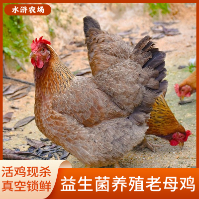 水浒农场 益生菌养殖老母鸡整只鸡现杀真空锁鲜 1.9kg简装