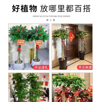 [发财树1.5米高带盆栽好]盆栽室内好养大型招财树绿植植物客厅办公室乔迁开业花卉盆栽