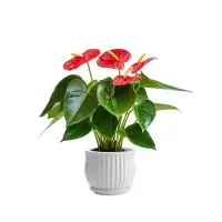 [特级红掌2-3朵花原盆原土]盆栽植物室内花卉绿植懒人盆栽植物