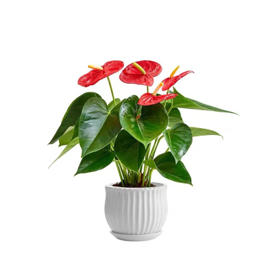[特级红掌2-3朵花原盆原土]盆栽植物室内花卉绿植懒人盆栽植物