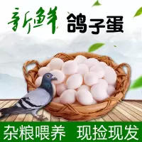 [西沛生鲜]新鲜鸽子蛋 50枚 17-22g/个 农家散养 杂粮土鸽蛋白鸽蛋宝宝辅食鲜蛋