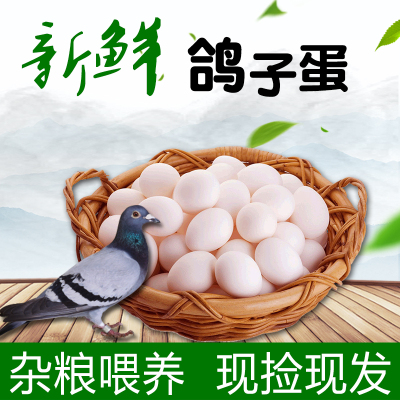 [西沛生鲜]新鲜鸽子蛋 50枚 17-22g/个 农家散养 杂粮土鸽蛋白鸽蛋宝宝辅食鲜蛋