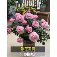 [月季带花苞发货[多品种]]阳台月季花苗带花苞浓香特大画庭院阳台花卉盆栽玫瑰四季开花