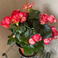 [丽格海棠带花苞原盆原土发货]重瓣带花苞发货四季海棠花卉盆栽