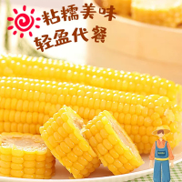 [苏鲜生]东北新鲜糯玉米 30根装 单根150-200g 黏玉米甜糯玉米袋装粘玉米黄糯玉米现摘