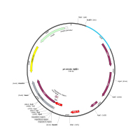 pP43NMK 质粒宝推荐枯草芽孢杆菌表达载体海吉浩格
