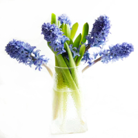 鲜花风信子 FXZ-HH001
