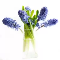 鲜花风信子 FXZ-HH001