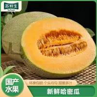 [苏鲜生]新鲜哈密瓜 净重4.5斤 1-2个左右 应季水果 新鲜甜瓜 鲜果 西沛水果