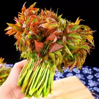 EMS空运[西沛生鲜]云南头茬红香椿芽新鲜 2斤 现摘红油香椿春芽菜当季时令蔬菜整箱