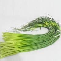 蒜薹新鲜蒜薹农家自种22蒜苔批发价年金乡新鲜蒜薹当季蒜苔