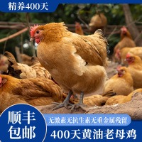 蛋鲜森400天黄油老母鸡1100g±100g/只