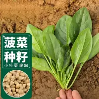 寿禾 小叶菠菜种子耐寒四季蔬菜种籽 潍育系列农家小叶菠菜种子100g