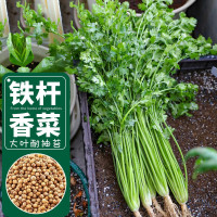 寿禾 大叶香菜种子耐热四季蔬菜种籽 潍育系列铁杆大叶香菜种子20g