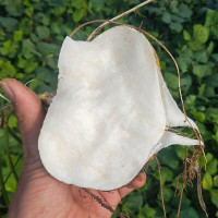 寿禾牧马山地瓜种子凉菇凉薯蔬菜种籽白薯 牧马山地瓜种子20g