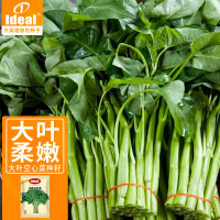 IDEAL理想农业 大叶空心菜种子阳台盆栽空心菜种子四季蔬菜种籽15g*1袋