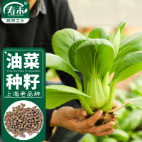 寿禾 上海青油菜种子蔬菜种籽青梗菜四季青菜籽 潍育系列上海青20g