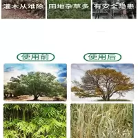 中华 除草剂 200g 除草神器杀竹剂