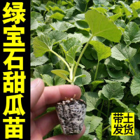 超甜薄皮绿宝石甜瓜苗秧 绿宝石甜瓜苗6棵[带土发货]