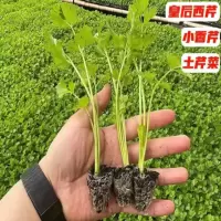 芹菜苗四季小香芹蔬菜苗 芹菜苗10棵+1包肥料[带土发货]