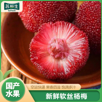 空运[苏鲜生]浮宫早杨梅 软丝杨梅 60粒装 新鲜水果 酸甜可口 西沛