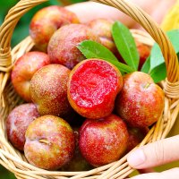 [西沛生鲜]广西新鲜三华李 净重5斤装 中果 单果15-20g 新鲜水果当季酸脆三华珍珠李孕妇整箱