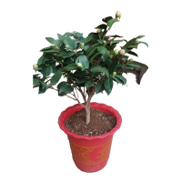 绿植-香茶花 4盆 仅供莱州