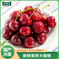 JD快递[苏鲜生]大连美早大樱桃 净重4.8斤 JJ级 新鲜水果当季整箱孕妇进口樱桃黑珍珠