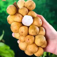 [西沛生鲜]EMS空运 泰国龙宫果 水果当季 净重5斤装 单果15-30g 新鲜龙宫果 精选水果 熊猫鸟