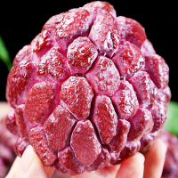 顺丰快递[西沛生鲜]新鲜玫瑰释迦果 净重1.5斤 小果 精选释迦果 牛奶释迦番荔枝 佛头果 新鲜热带水果 西沛