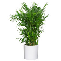 融帮 夏威夷竹 大型植物树办公室内客厅绿植