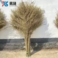 谐晟 加厚环卫大扫把 马路物业柏油道路地面清扫清洁大笤帚 高约2米 3.5斤 脱叶 1把(货期3-5天)