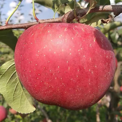 鲜贝达 昭通苹果5斤中果[单果70-75mm]红富士苹果
