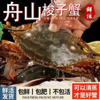 [江浙沪皖专拍7-10天内发完]精品舟山梭子蟹鲜活海蟹3-5两 7-10只 3斤装 不包活