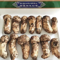西藏新鲜野生林芝松茸